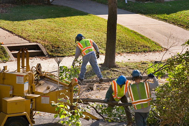  Upper Fruitland, NM Tree Service Pros